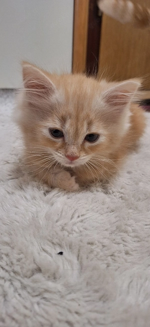 BKH Bebgal-Mix Kitten