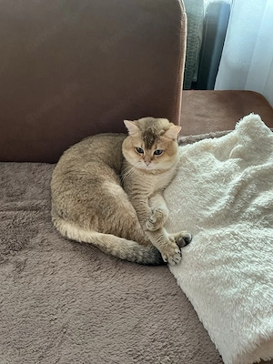 Kater BKH Gold Black