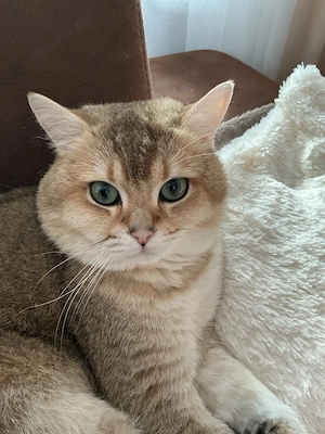 Kater BKH Gold Black