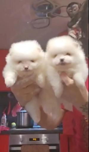 Zwergspitz-pomeranian