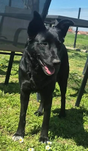 Schäferhund Mix Hündin 2j 18kg 52cm schwarz bundesweite ausreisebereit nach Adoption 