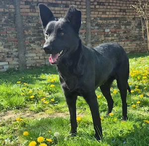 Schäferhund Mix Hündin 2j 18kg 52cm schwarz bundesweite ausreisebereit nach Adoption 