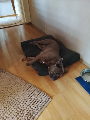 bully sucht neues Zuhause 