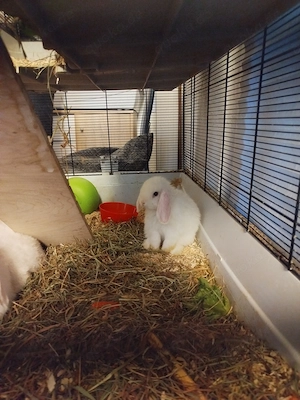 Hasenbabys abzugeben