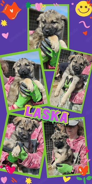 zuckersüßes Welpenmädchen "Laska" sucht ein liebevolles Zuhause