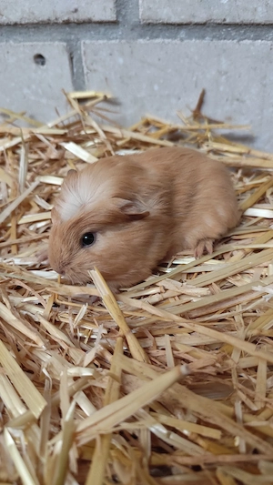 Junges Meerschweinchen Weibchen 
