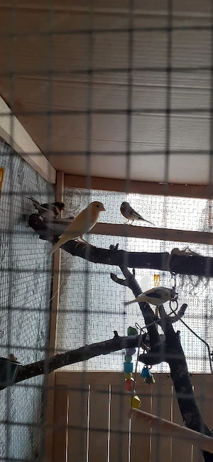 kanarien Vögel abzugeben 