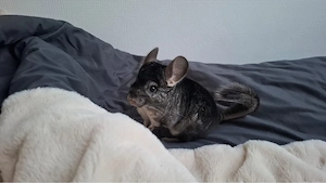 Junge Chinchilla Dame 