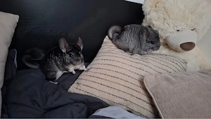 Junge Chinchilla Dame 