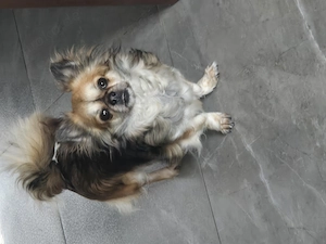 Chihuahua Hündin LH 5J sucht ein Zuhause 