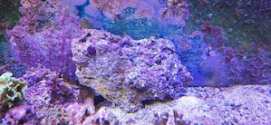 lebendes Riffgestein zu verkaufen 