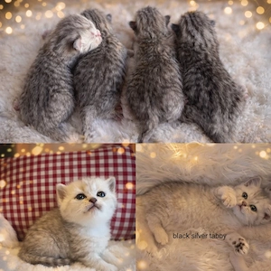 3 BKH Kitten noch frei