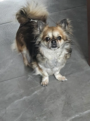 Chihuahua Hündin LH 5J sucht ein Zuhause 