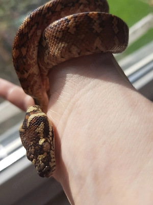 Teppichphyton Morelia Spilota 