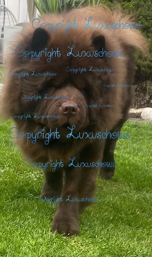 Exklusiver Chow Chow Deckrüde 