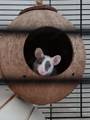 Farbmäuse mit Gehege und kompletter Ausstattung zu verkaufen