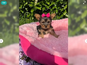 4 Yorkshire Terrier Welpen suchen ein neues Zuhause 