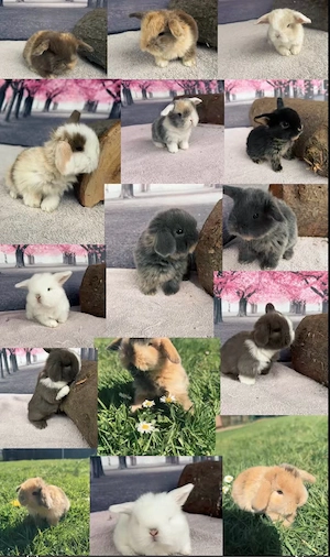 Zwergwidder Minilop Miniwidder Zwergkaninchen mini lop Kaninchen babys geimpft 