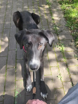 Angsthündin Nele sucht ein Zuhause Bild 2