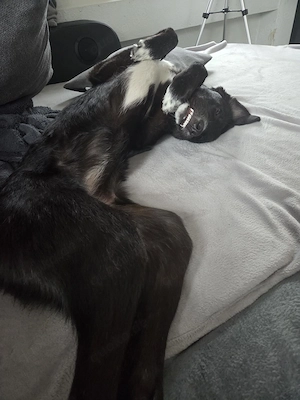 Angsthündin Nele sucht ein Zuhause Bild 3