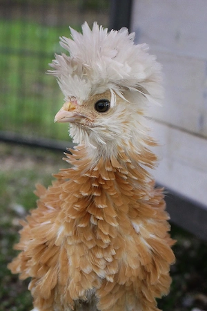 Bruteier Pawlowskaja Paduaner Haubenhühner 