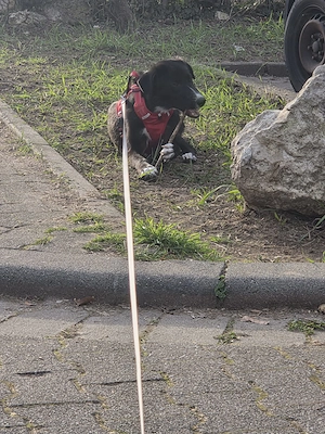 Angsthündin Nele sucht ein Zuhause Bild 5