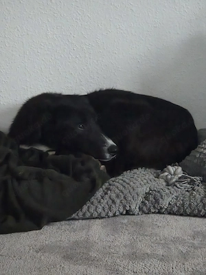 Angsthündin Nele sucht ein Zuhause Bild 4