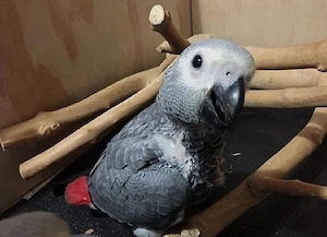 Ich habe drei wunderschöne Graupapageien (zwei Männchen und ein Weibchen) abzugeben. Sie suchen ein 