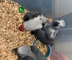 Drei Graupapageienbabys suchen ein neues Zuhause.