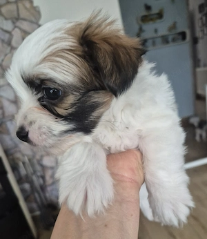 Yorkshire Terrier Welpen 