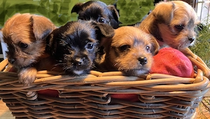 Bezaubernde Yorkie-Chihuahua-Mix Welpen abzugeben 