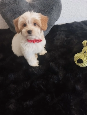 Mini Maltipoo stubenrein  Bild 3