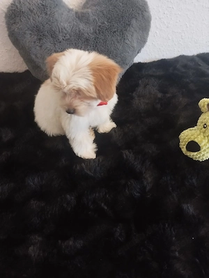 Mini Maltipoo stubenrein  Bild 4