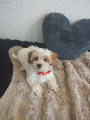 Mini Maltipoo stubenrein  Bild 5