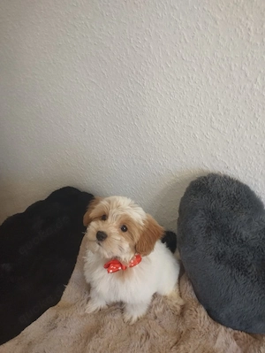 Mini Maltipoo stubenrein  Bild 8