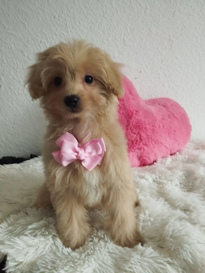 Mini Maltipoo stubenrein  Bild 7