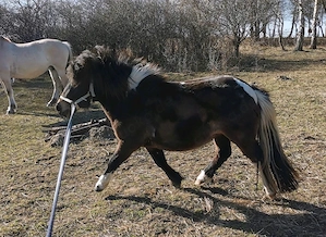 Shetlandpony Stute, Shetty 