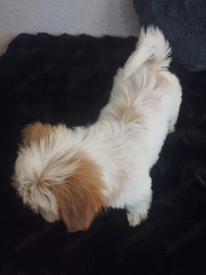 Mini Maltipoo stubenrein  Bild 6
