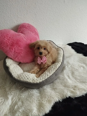 Mini Maltipoo stubenrein  Bild 10