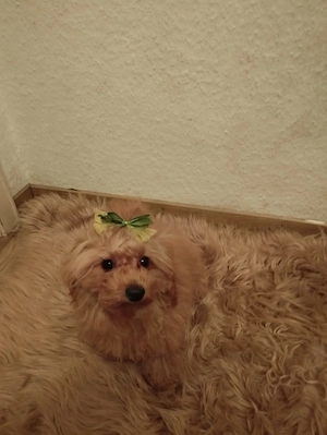 Mini Maltipoo stubenrein  Bild 9