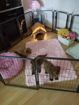 Mini Maltipoo stubenrein 