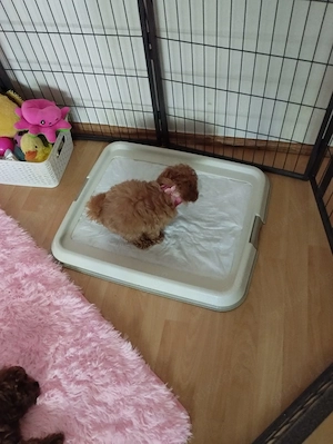 Mini Maltipoo stubenrein  Bild 2