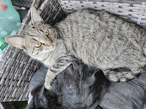 Milka & Chilli suchen ein liebevolles Zuhause!