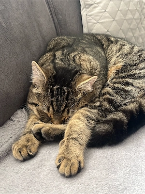 Bkh katze 