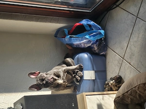 Fanzösische  Bulldoge