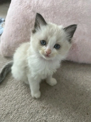 Ragdoll-Kätzchen