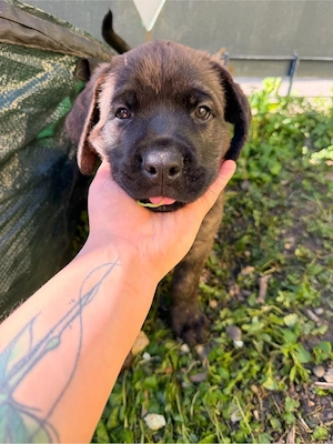 Rotticorso Welpen (Rottweiler x Cane Corso)