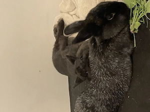 2 Zwergkaninchen schwarz 