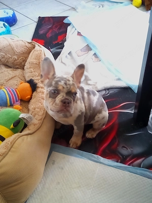 Fanzösische Bulldogge