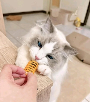 Ragdoll-Kätzchen
